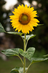 Fototapeta premium Sonnenblume im Garten