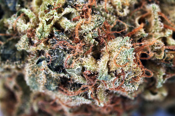 Obraz na płótnie Canvas Dry medical cannabis close up