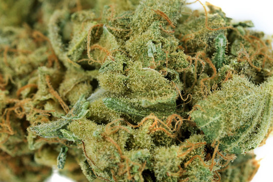 Dry medical cannabis close up