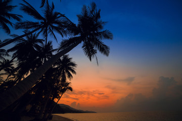 Naklejka premium Palm Trees silhouettes on the Colorful Sky Sunset or Sunrise background