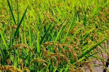 頭を垂れる稲穂