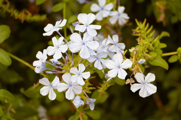 Flowers at Madeira
