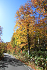 Fototapeta premium 奥志賀林道の秋