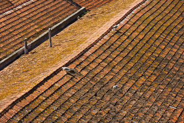 Aerial view of orange tile rooftops in Porto, Portugal