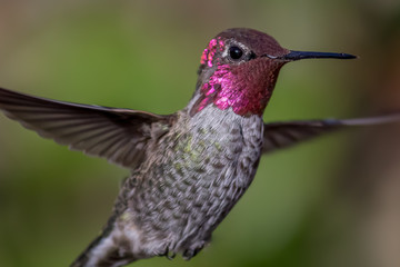 Fototapeta na wymiar Anna's Hummingbird in Flight, Color Image, Day, Blurred Background
