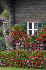 Fototapeta na wymiar Blumen vor dem Fenster eines alten Bauernhof in der Steiermark, Österreich