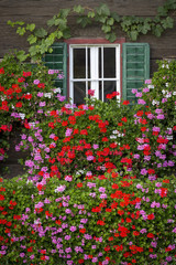 Blumen vor dem Fenster eines alten Bauernhof in der Steiermark, Österreich