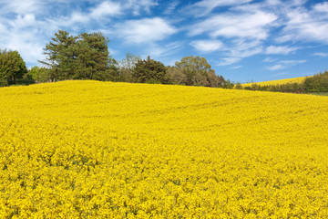 Obraz premium Rapsfelder mit blauem Himmel und Wolken bei Sandesneben im Herzogtum Lauenburg in Schleswig-Holstein