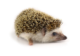 Obraz premium Hedgehog isolate on white background