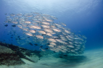 Fototapeta premium trevally baitball