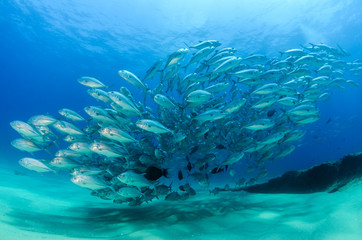 Fototapeta premium trevally baitball