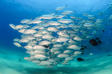 Obraz premium trevally baitball