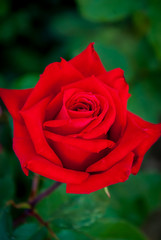 Solitary Red Rose