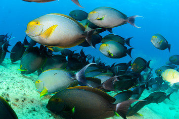 (Prionurus punctatus) Yellowtail Surgeonfish. reefs of the Sea of Cortez, Pacific ocean. Cabo Pulmo, Baja California Sur, Mexico. Cousteau named it The world's aquarium. - 91606806