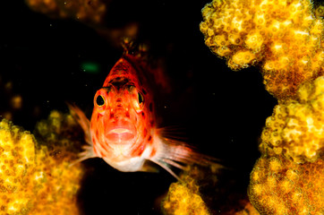 Fototapeta premium (Cirrhitichthys oxycephalus) Coral Hawkfish. reefs of the Sea of Cortez, Pacific ocean. Cabo Pulmo, Baja California Sur, Mexico. Cousteau named it The world's aquarium.