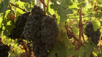 Beautiful shot of Grape in Vineyard at Sunny Day