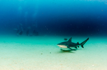 Bull Shark (Carcharhinus leucas). reefs of the Sea of Cortez, Pacific ocean. Cabo Pulmo, Baja California Sur, Mexico. Cousteau named it The world's aquarium.