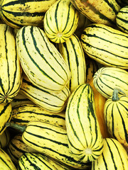 Delicata squash variety