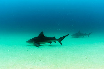 Fototapeta premium Bull Shark (Carcharhinus leucas). reefs of the Sea of Cortez, Pacific ocean. Cabo Pulmo, Baja California Sur, Mexico. Cousteau named it The world's aquarium.