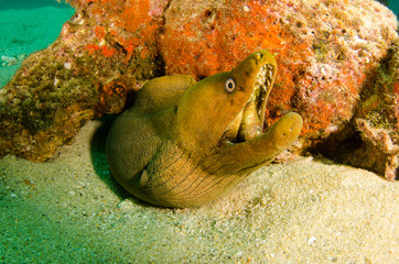 Obraz premium Panamic Green Moray Eel (Gymnothorax castaneus), mouth wide open resting in reefs of the Sea of Cortez, Pacific ocean. Cabo Pulmo, Baja California Sur, Mexico. The world's aquarium.