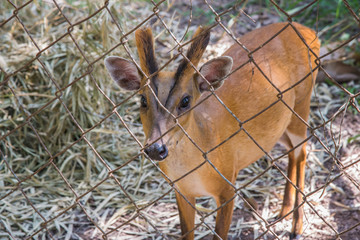 Indian muntjac in cage
