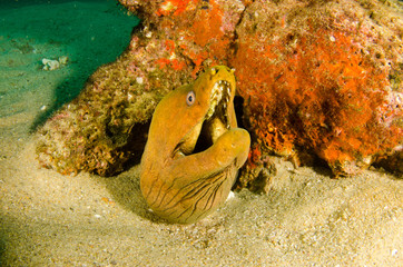 Obraz premium Panamic Green Moray Eel (Gymnothorax castaneus), mouth wide open resting in reefs of the Sea of Cortez, Pacific ocean. Cabo Pulmo, Baja California Sur, Mexico. The world's aquarium.