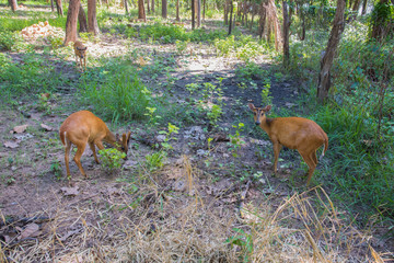 Indian muntjac in cage