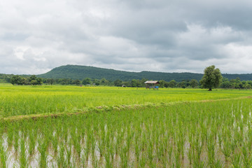 Fototapeta premium paddy rice green field