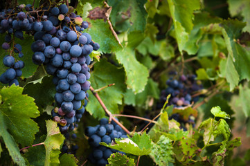Red wine grapes on the vine with green leaves