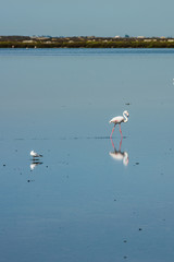 Pink Flamingo (Phoenicopterus ruber) in Camargue, France