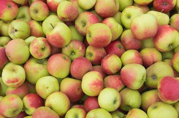 ripe apples