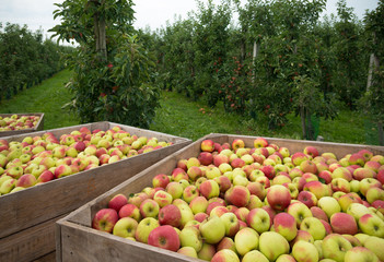 apple harvest