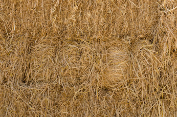 background and texture of dry straw