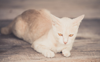 Cat on wood table in vintage tone