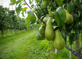 pear orchard © hansenn
