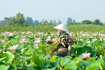 Stickers fenêtre fleur de lotus Les agriculteurs récoltent le lotus dans le champ de préparation pour la distribution, delta du Mékong, An Giang, Vietnam. Un lotus pour le culte Un symbole de pureté et de bonté dans le bouddhisme.