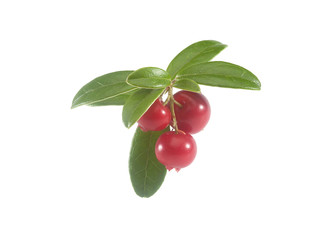 Branch of cowberry