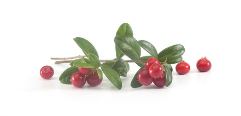 Branch of cowberry