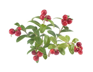 Branches of cowberry