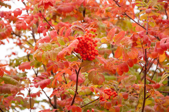 Autumn fruits of Rowan