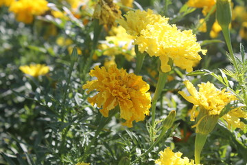 Yellow marigolds