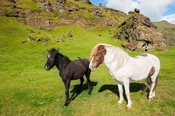 White and black icelandic horses in nature