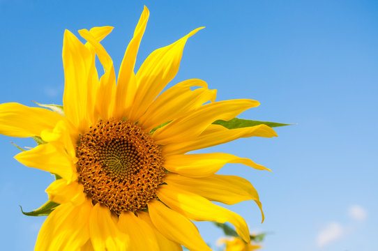 Beautiful yellow sunflower against the blue sky
