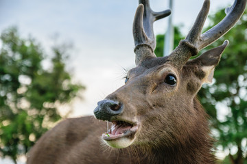 Fototapeta premium Deer in Khao Yai Park