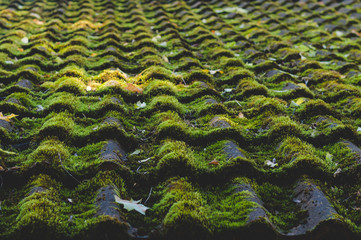 Old tiled roof covered by moss