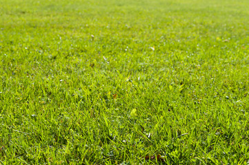 Green grass lawn under sunlight