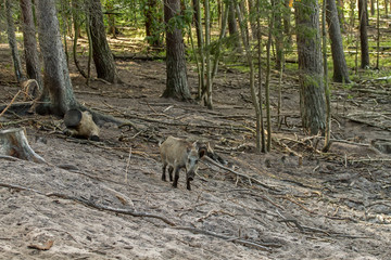 wild boars in forest