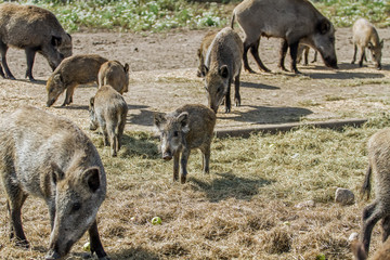 Fototapeta premium wild boar with a small hogs