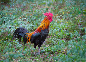 Close up of male chicken in Thailand