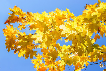 Maple leaves against the blue sky